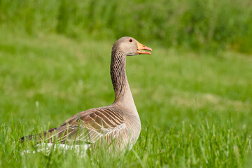 greylag goose is standing in the green grass