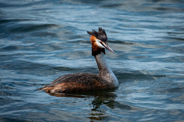 great crested grebe