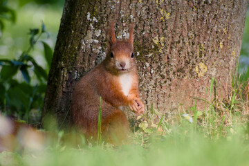 red squirrel is sitting near a tree close-up
