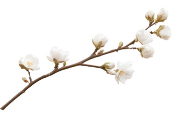A delicate branch with white blossoms against a stark black background in a simple floral arrangement