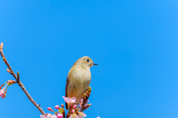 青空を背景に桜の枝にとまるジョウビタキ