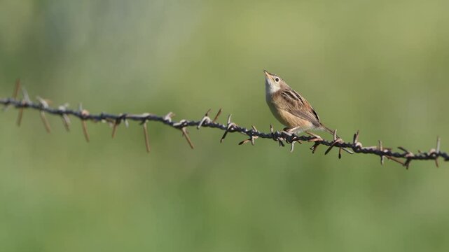 Zitting Cisticola on barbed wire