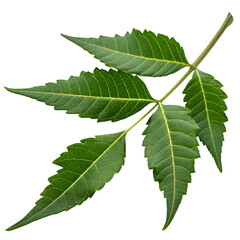 Neem leaf isolated on transparent background