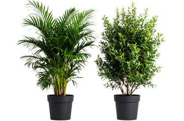 Fototapeta premium Two realistic green plants isolated on a transparent background,