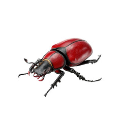 Naklejka premium Vibrant Red Beetle, Close-up Studio Shot of a Striking Insect