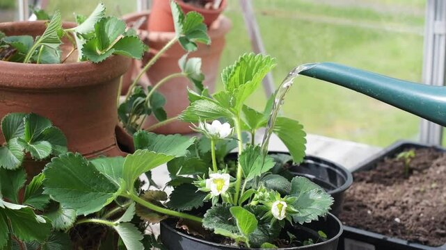 Watering strawberry plants with a watering can in a greenhouse