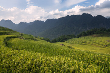 Neat, scenic terraced rice fields and forested karst mountains of Pu Luong area of rural Vietnam
