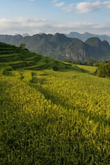 Fototapeta premium Neat, scenic terraced rice fields and forested karst mountains of Pu Luong area of rural Vietnam