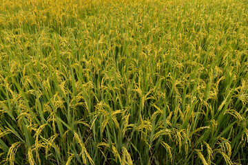 Background filled with a field of golden rice plants