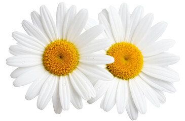 Fototapeta premium Two white daisies, one with water droplets on the petals and other parts, transparent background