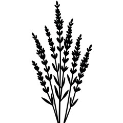 Aromatic Lavender Herb in Black Silhouette on White Background