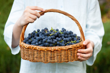 An unrecognizable woman holding a wicker basket full of ripe black grapes, freshly harvested....