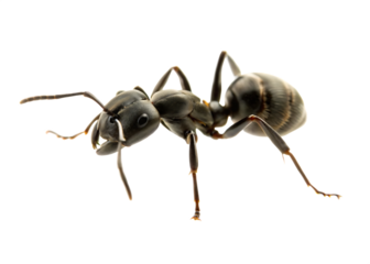 Close up photo of ant  isolated on white background PNG