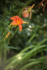 Orange daylily flower Hemerocallis blooming in a summer garden, surrounded by green leaves and soft sunlight. Natural floral scene with shallow depth of field and garden atmosphere.