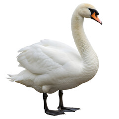 Fototapeta premium Graceful Mute Swan on Water Serene Aquatic Bird Elegant White Plumage