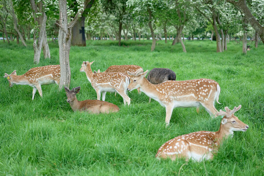 A group of spotted deer rests and grazes in a lush, green forested area. Ireland