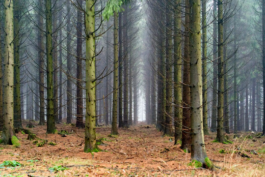 Dense forest of tall pine trees with a foggy atmosphere and soft light. Germany - Powered by Adobe