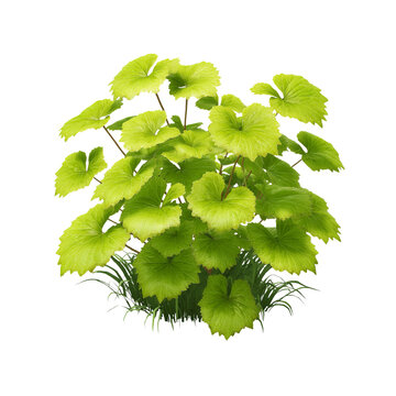 Lush Green Asarum Europaeum Plant with Grassy Base - Isolated on transparent background