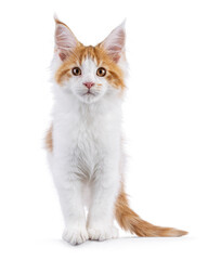 Obraz premium Adorable red with white Maine Coon cat kitten, standing up facing front. Looking towards camera with cute head tilt. Isolated on a white background.