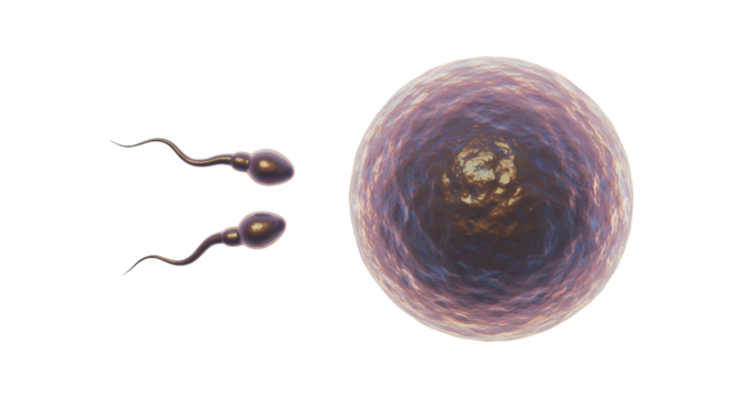 Isolated Sperm Cells Fertilizing an Egg