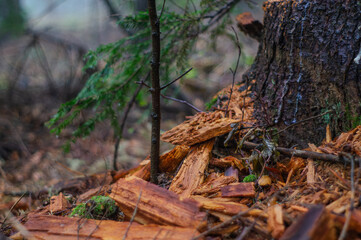 Fototapeta premium Close-Up of Tree Bark and Wood Debris