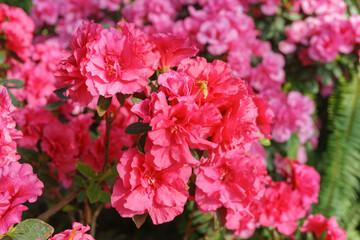 Blooming pink japan Azalea Ericaceae flowers, rhododendron flower macro, background. Evergreen decorative plant outdoor or in orangery in botanical garden. Gardeining, plant breeding