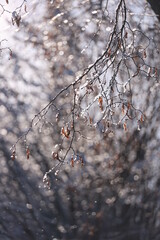 Branch covered in snow and leaves