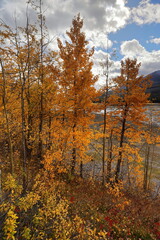 Fototapeta premium Young balsam poplars in autumn foliage next to Medicine Lake north shore, the shallow Maligne River stream flowing by. Jasper NP-Alberta-Canada-166