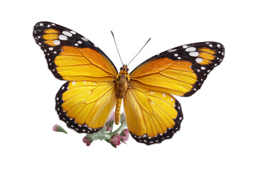 Obraz premium [Transparent Background PNG]Beautiful Monarch Butterfly on a White Background
