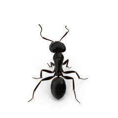 Black Ant isolated on transparent background