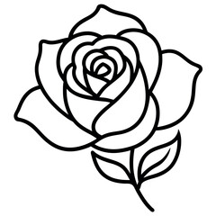 White Rose Vector Illustration on White and Black Background