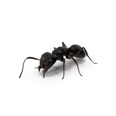 Black Ant isolated on transparent background