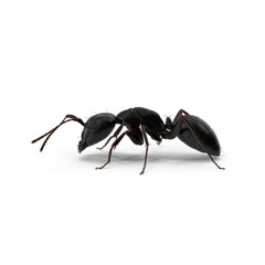 Black Ant isolated on transparent background