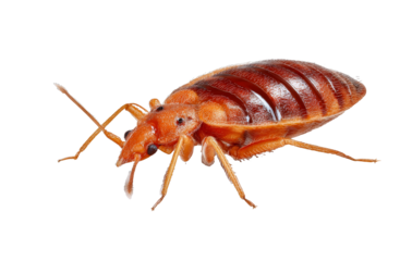 [Transparent Background PNG]Close Up Image of Bed Bug