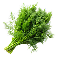 Fresh Dill Sprigs Isolated on White Background