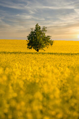 yellow rapeseed field