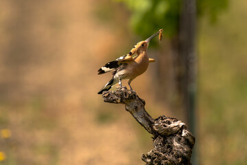 Wiedehopf mit Futter im Schnabel