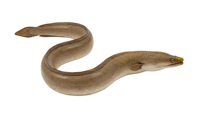 Isolated Realistic Curled Brown Eel Aquatic Marine Creature