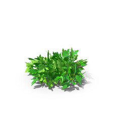 Bunch of Parsley isolated on transparent background