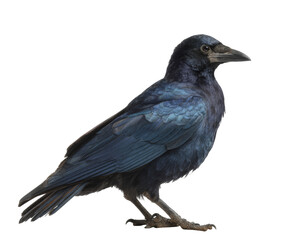 Obraz premium [Transparent Background PNG]Close-up Photo of a Beautiful Crow