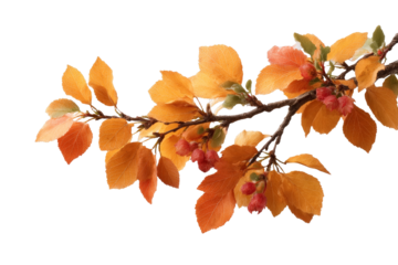 [Transparent Background PNG]Autumn Leaves Branch on White Background