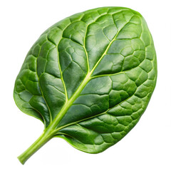 Obraz premium Green Spinach Leaf Isolated on White Background