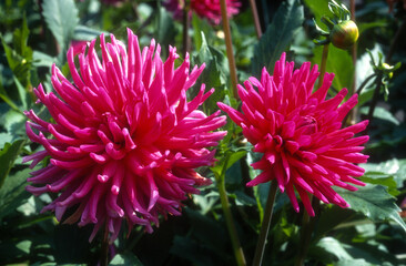 Dahlia cactus 'Platero'
