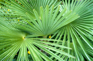 palmier à chanvre, Trachycarpus fortunei