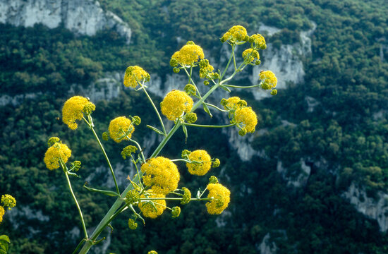 Ferula communis , Grande F&eacute;rule, Gorges de l'Ard&egrave;che, Ard&egrave;che, Gard, France