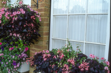 Fototapeta premium fenetre, balconnière, suspension, petunia, fuchsia