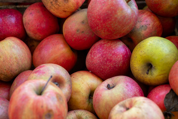Pile of apples with some of them being green