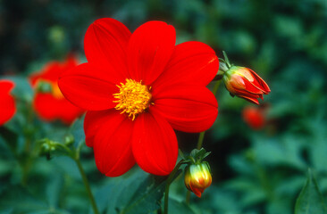 Dahlia demi nain 'Lucifer'