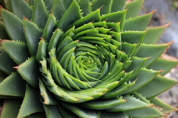 Close-up of a vibrant green succulent plant displaying intricate spirals and textures in a natural outdoor setting