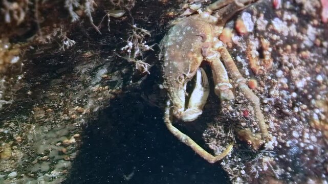 Hyas spider crab crawls gracefully on seaweed leaf beneath Arctic ice, navigating cold waters of White Sea in search of food. Witness its natural habitat and behavior in this serene environment.